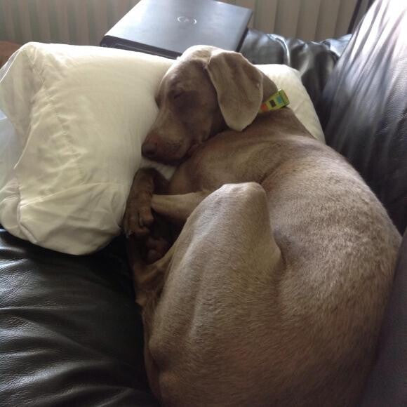 A nap isn't a nap without a pillow.