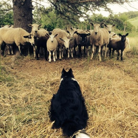 Sheep Herding