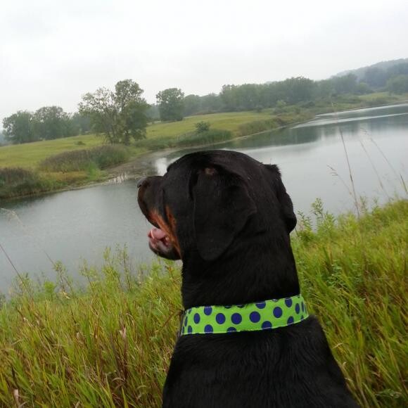 Luke is a 3yr old Rescued Rottie who is itchy and anxious.