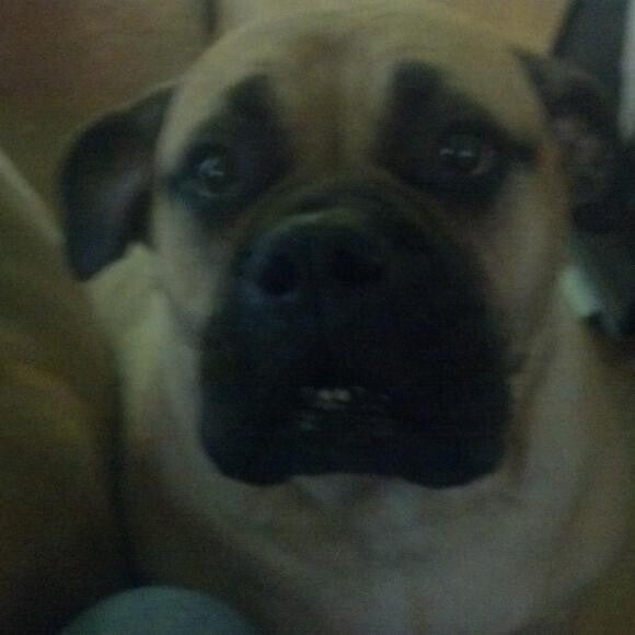 6 year old rescue dog.