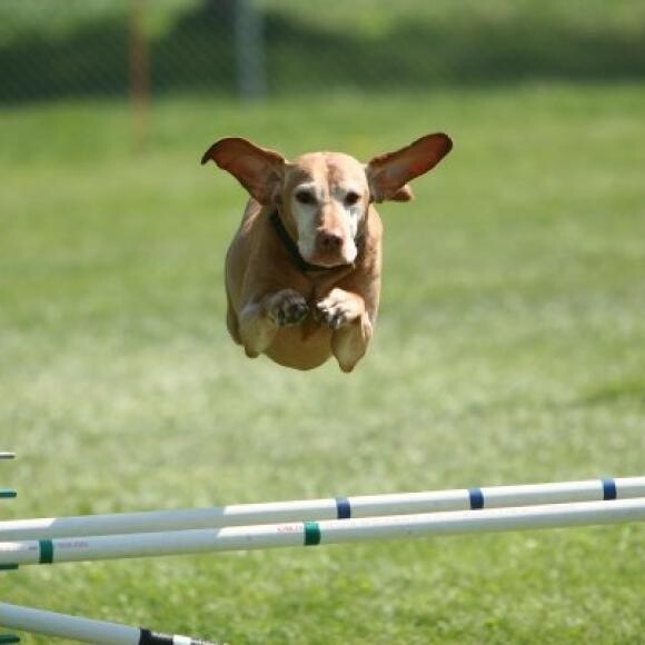 Super Vizsla!