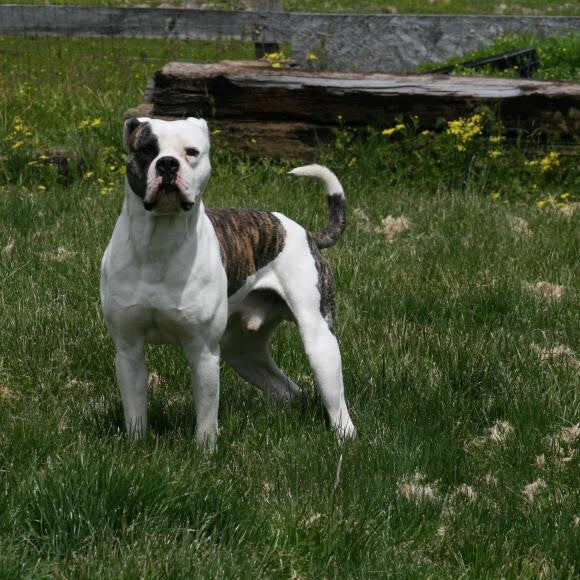 Cuda posing in the spring grass