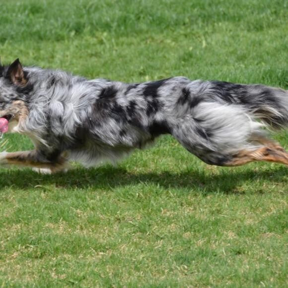 Border Collie - Agility Competitor