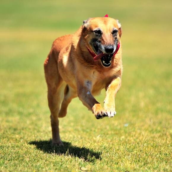 Jetzskis loves a good trot!