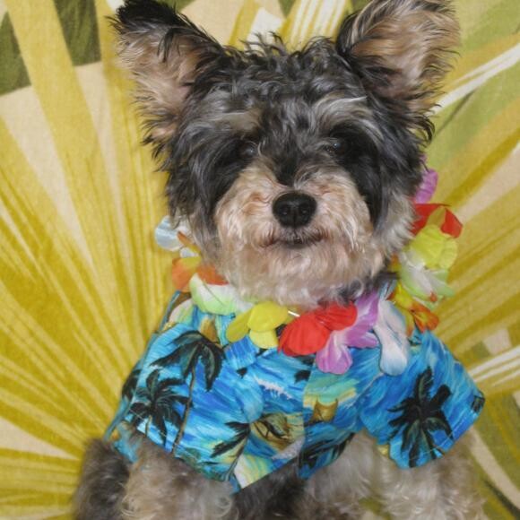 Tropical Toby