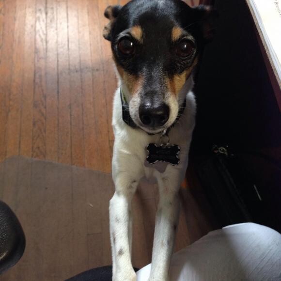 Begging for honest kitchen food