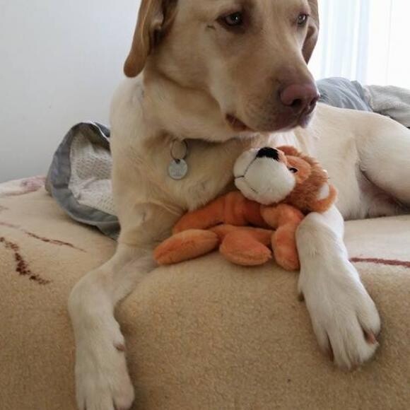 HI My name is Jax. I am 1 year and 4 months. I love playing fetch, tug a war.