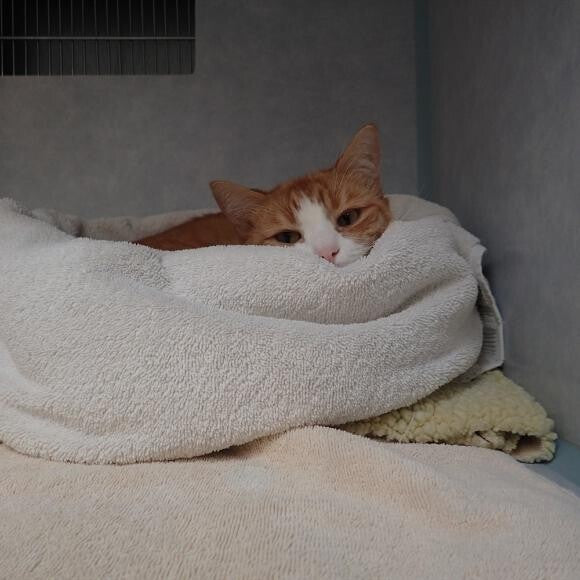 Sleeping in his favorite bed!