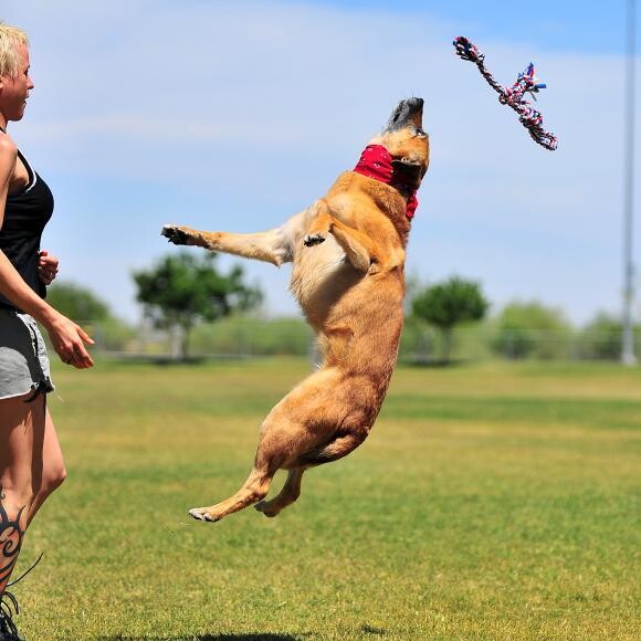 Still loves to fetch!