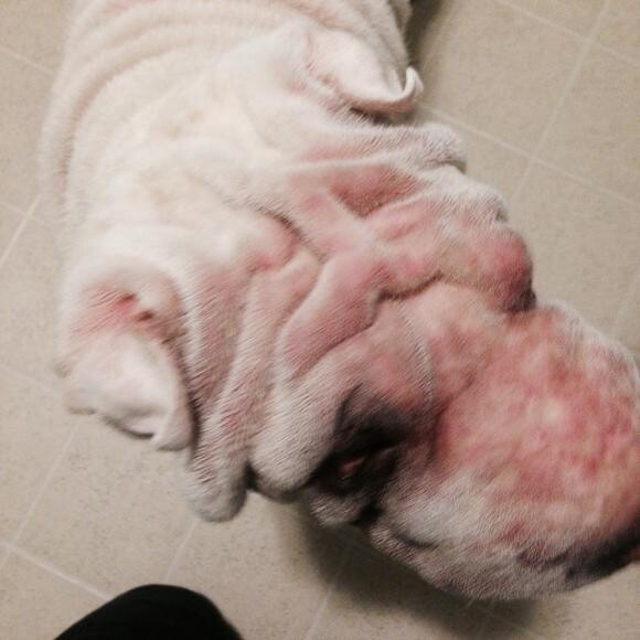 Before: When the inflammation was really bad and she was miserable.