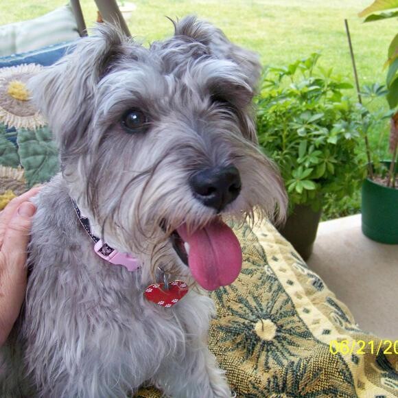 Lucy loves to swing with us on the back porch.