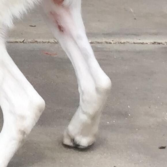 A close-up of the only before shot where you can see some of Zero's sores