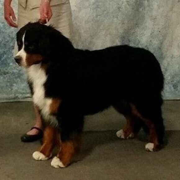 Winner's Dog