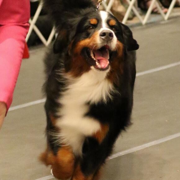 Tycho loves the show ring.
