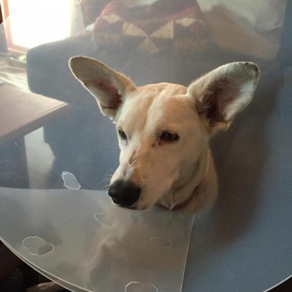 The dreaded cone of shame when she was at her worst (late December, 2014)