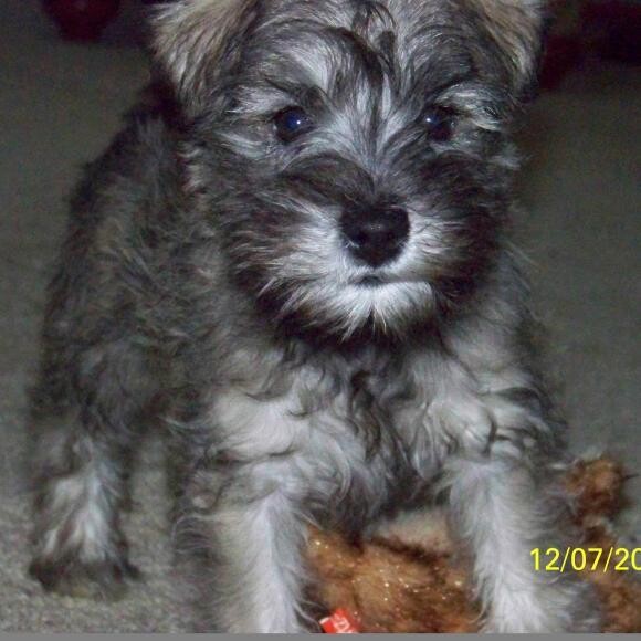 As a puppy...so cute!