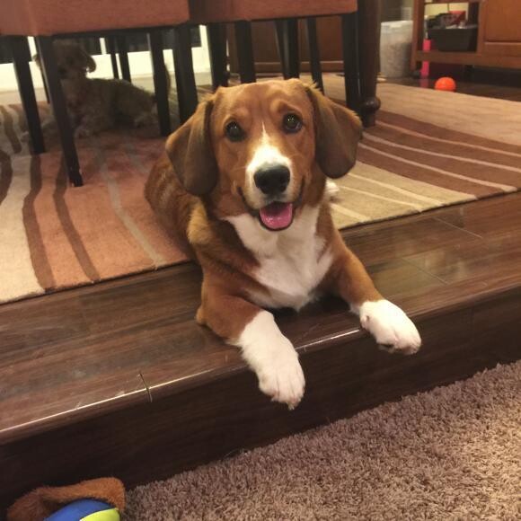 Milo-Ryder is a happy camper