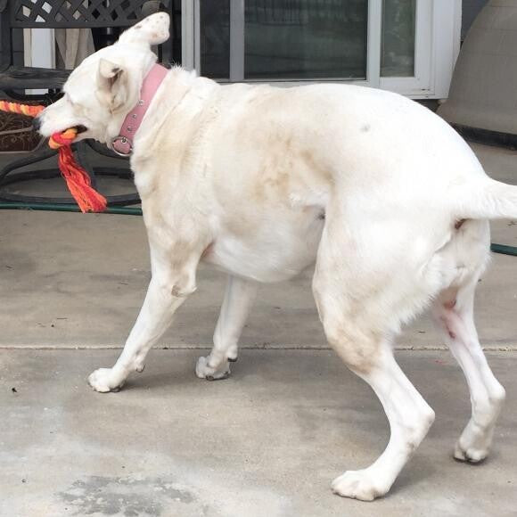 The only picture before where you can see her sores (late February, 2015)