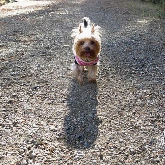 Cricket walks a 4 mi. trail with us.