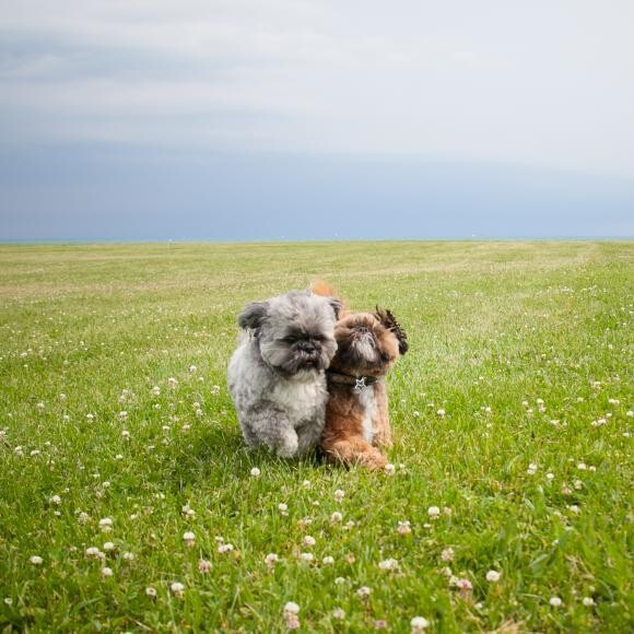 Hercules running and playing with Goliath