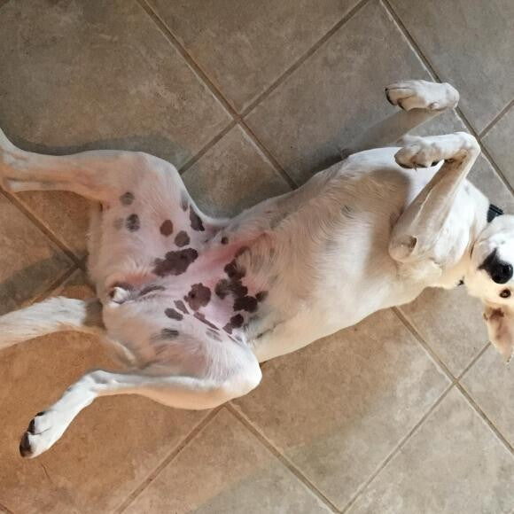 Zero all healed and one happy, well-fed pup! (early April, 2015)