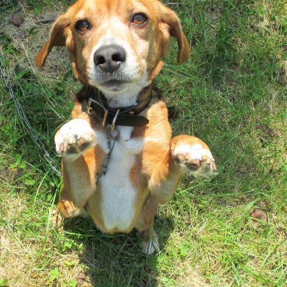 happy hound