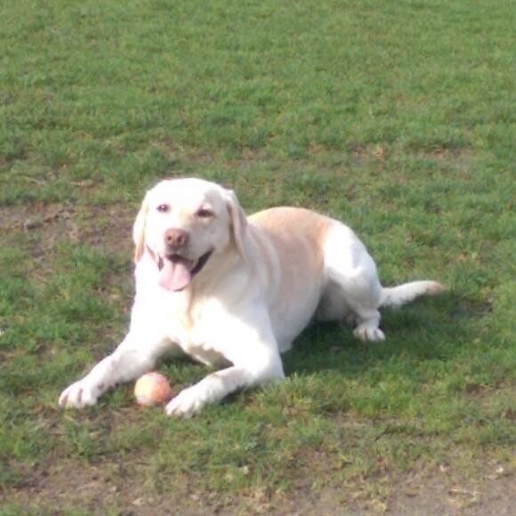 Happy Dog