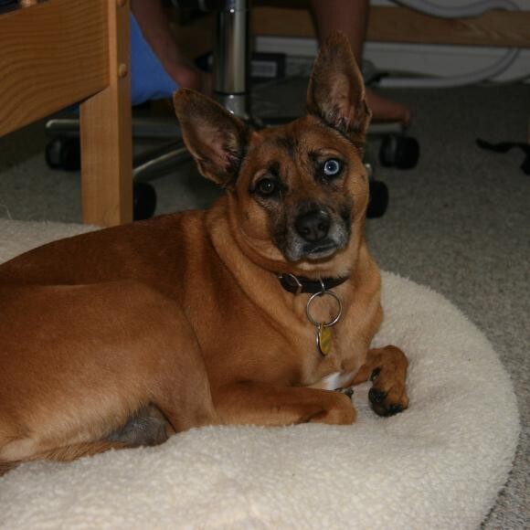 Puppy Cody, 2006