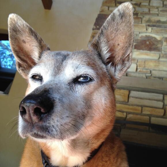 Cody - Female - Basinji & Red Heeler (Australian Cattle Dog) -