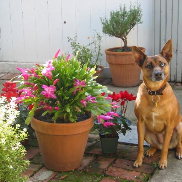 Puppy Cody, 2006