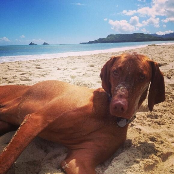 What a life to live, sun bathing at beautiful Kailua Beach in Hawaii.