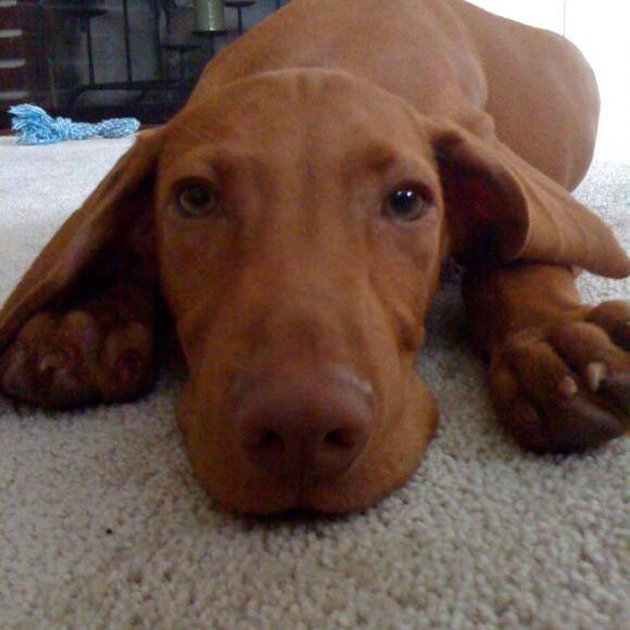 Lincoln as a puppy. He does this waiting for his Honest Kitchen meal every day.