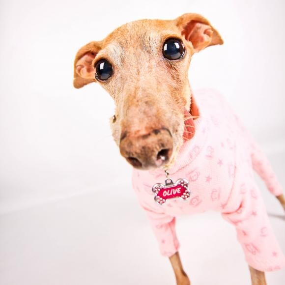 Olive is a 17 year old Italian Greyhound who ADORES her Honest Kitchen!!!