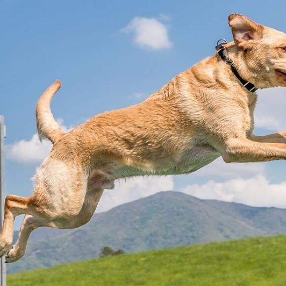 Bishop jumping in a Dockdogs competition in Pigeon Forge, TN