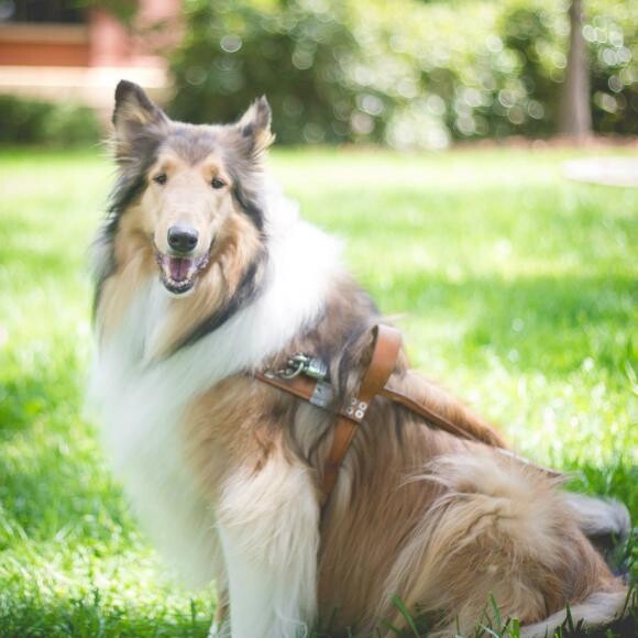 Amelia in harness sitting outside on a warm spring day.