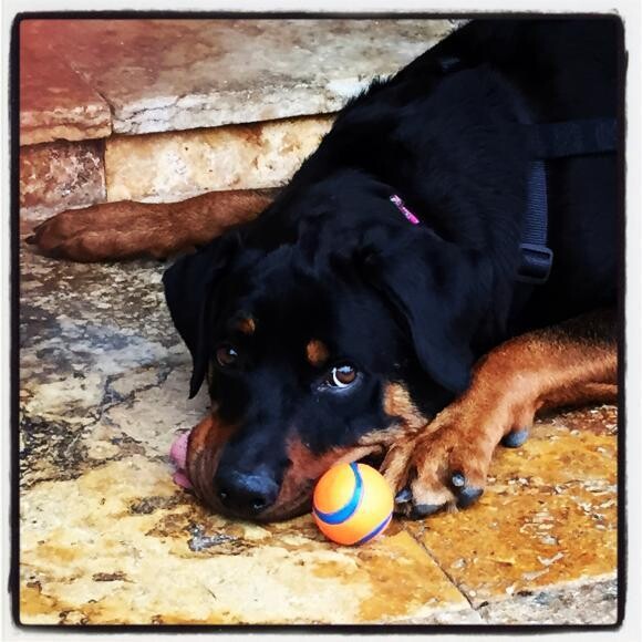 Emmi, aka Baby Morgan The Broken Jaw Puppy