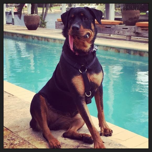 Taken on her 18 month birthday. She's thriving on Embark.