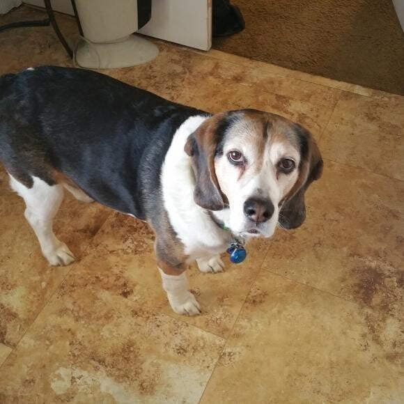 Rocco Loves The Honest Kitchen. nHis Favorite is Zeal.