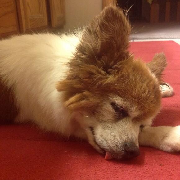 Most courages dog I have ever met