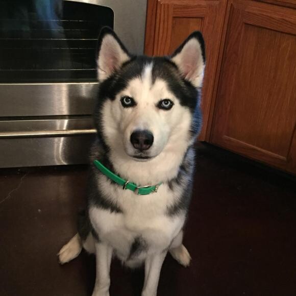 Jax loves treat time! n