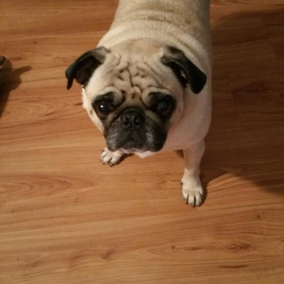 This is Buddy D.