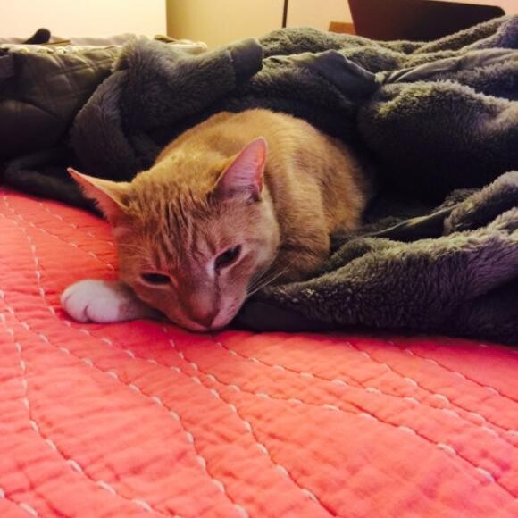 Sleepy kitty.