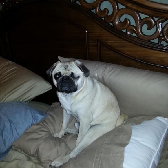 One more of Elvis showing the pug slump.