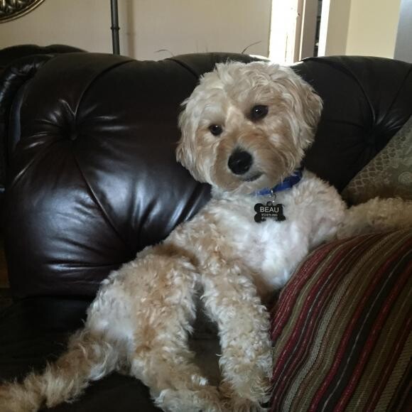 Meet BEAU, our 2 year old yorkie/poodle/affenpinscher rescue pup.