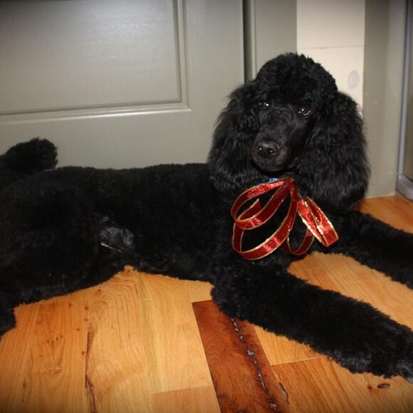 Oliver celebrating July 4th and Honest Kitchen!!