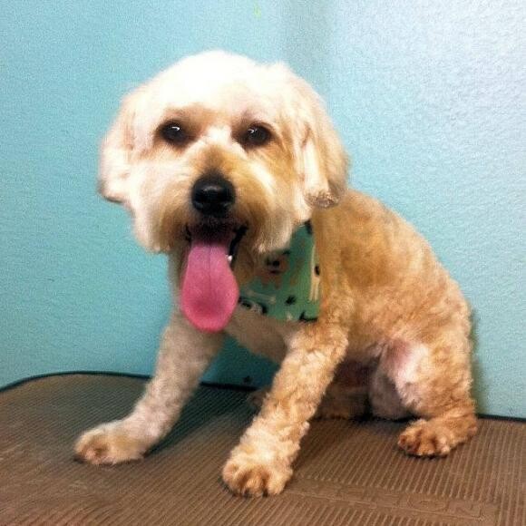 AT THE RESCUE GROUP - shaved, red toes, black eyes, scared.