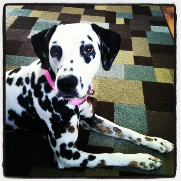 Molly on Gotcha day.
