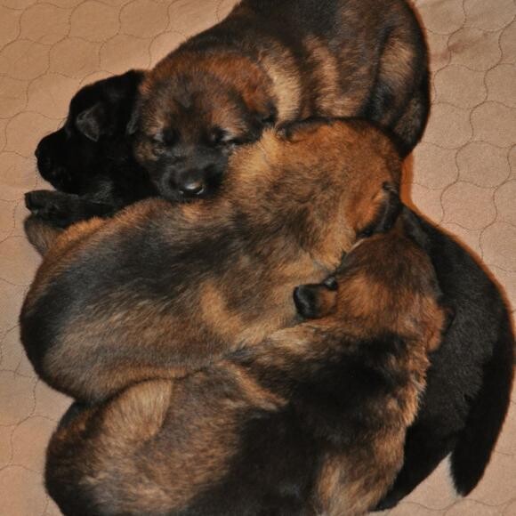 Piper and litter mates doing their sculpture imitation.
