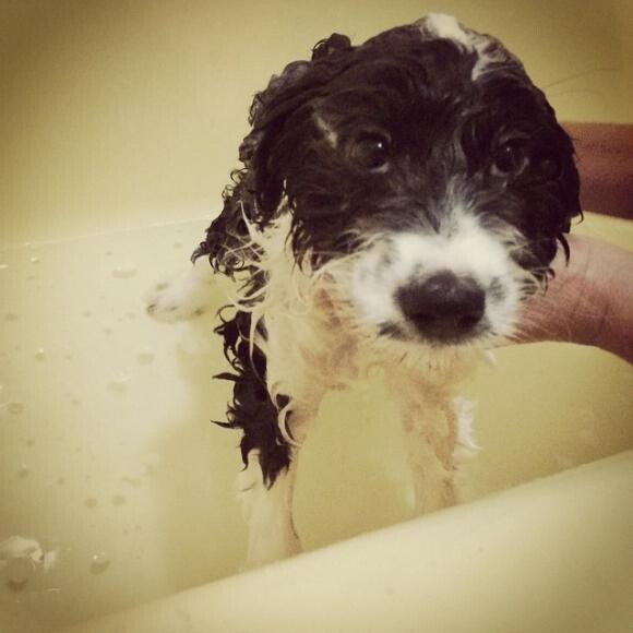 Finn's first bath