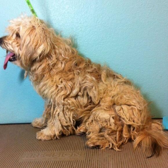 BEFORE - Beau, after living a rough life on the streets - one giant mat.